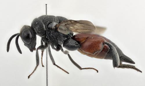 Réf. 347 692 : Neochalcis osmicida